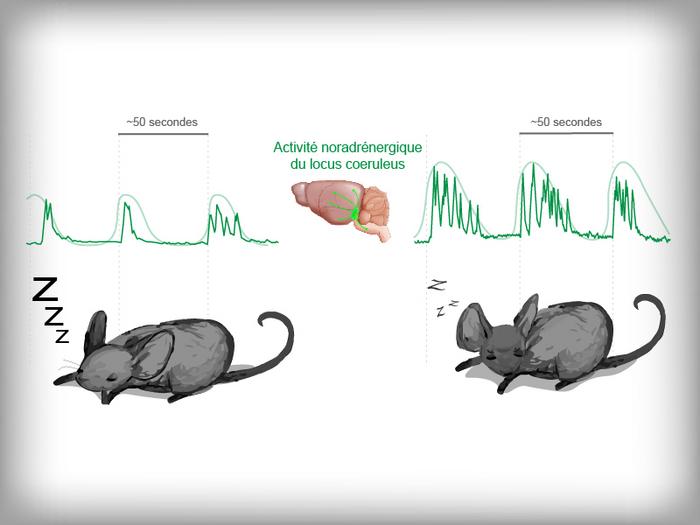 Le locus cœruleus régule les cycles de sommeil, mais le stress diurne peut perturber son activité.