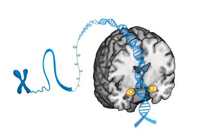 Amygdala Methyl