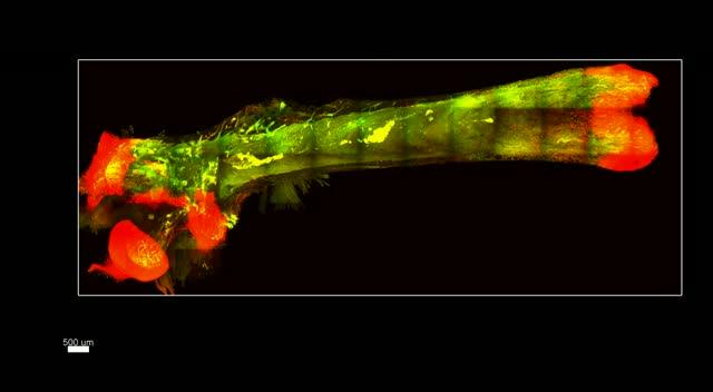 In the Clear: New Imaging Technique Makes Bones Transparent (1 of 6)