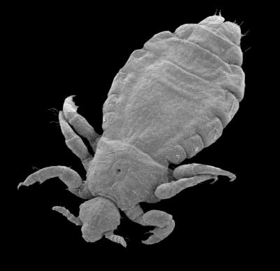 A Head Louse