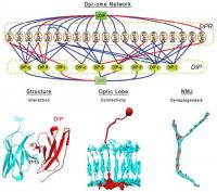 Identification tags define neural circuits | EurekAlert!