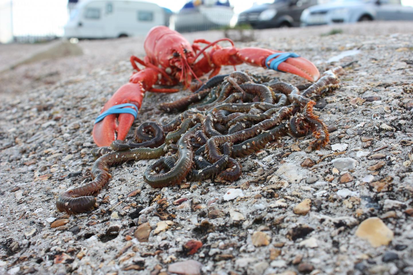 Gordon Watson: Lobster and Bait Worms