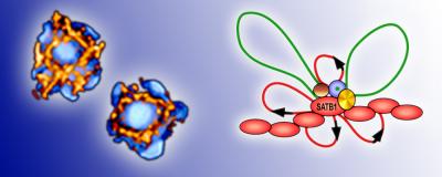 SATB1 Structure and Function
