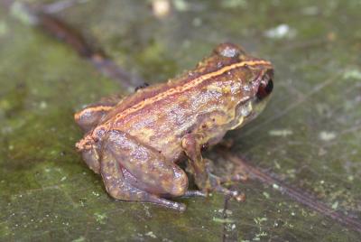 <i>Oreophryne parkopanorum</i>