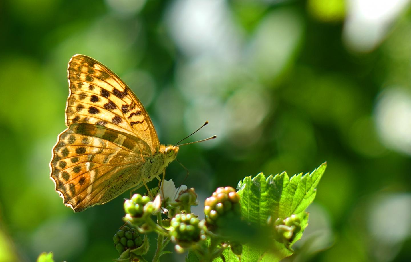 Silver-Washed Fritillary Butterfly