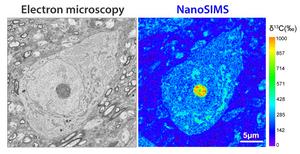 An EM image with the corresponding NanoSIMS 13C map.
