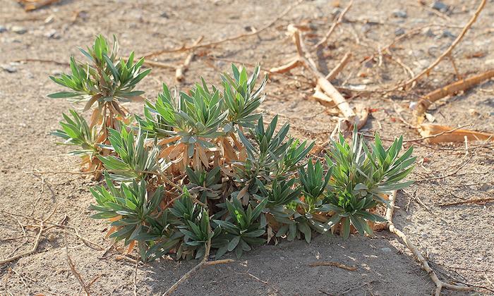 <i>Rhayza stricta</i> -- A Relative of Periwinkle and Potential Source of Anti-Cancer Drugs