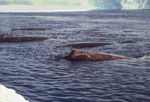 Arnoux's beaked whales near the fast ice at Drescher Inlet, Antarctica, taken in 1990