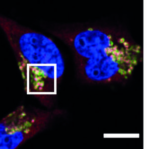 Immunofluorescence cell staining