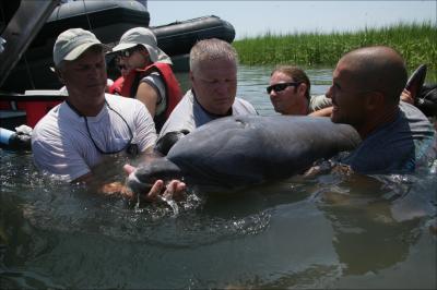 Dolphin Veterinary Exam