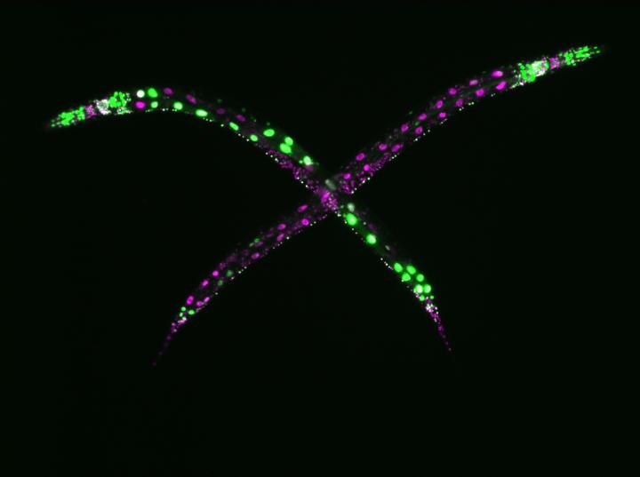<em>C. elegans</em> with Defective eri-1 Gene