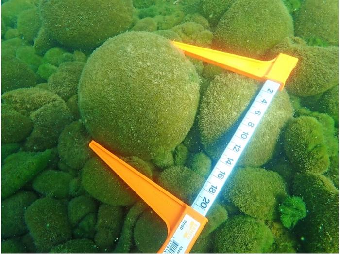 Marimo measurement in lake