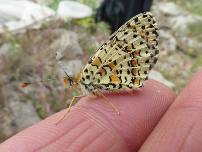 The Melitaea acentria butterfly, found on the slopes of the Mount Hermon ski resort in northern Israel.