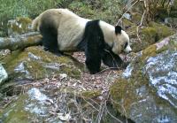 Pandas thrive with conservation help