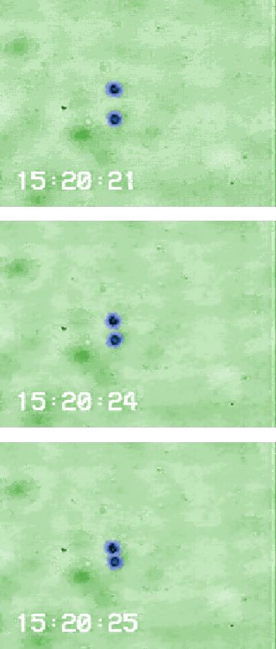 'Micro-Boxes' of Water Used to Study Single Molecules