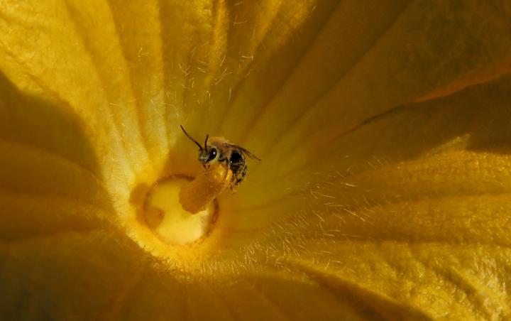 Pesticide Threatens Future for Key Pollinator