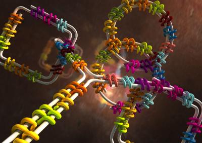 DNA-Protein Hybrid Structure