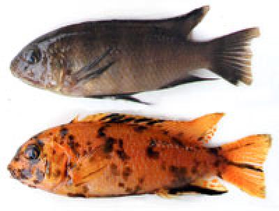 Female Cichlid Fish