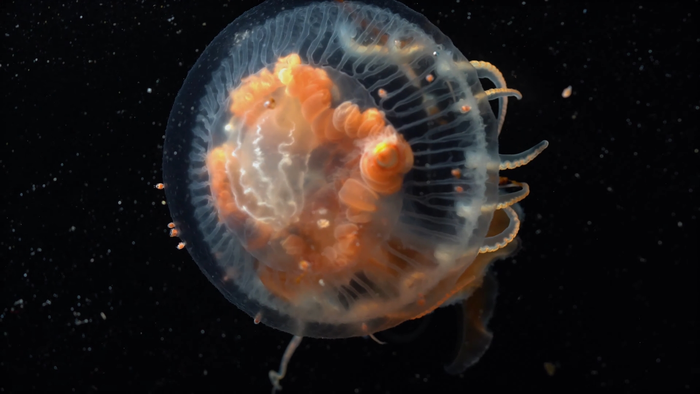 Gedehams nudler Hindre From an amateur nature video to a unique stud | EurekAlert!