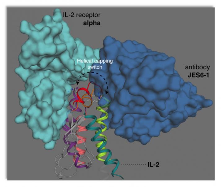 Interleukin-2