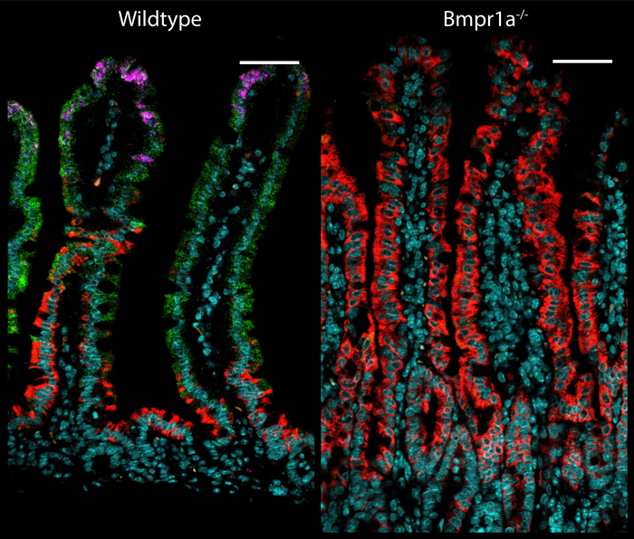 Zonation in the intestine