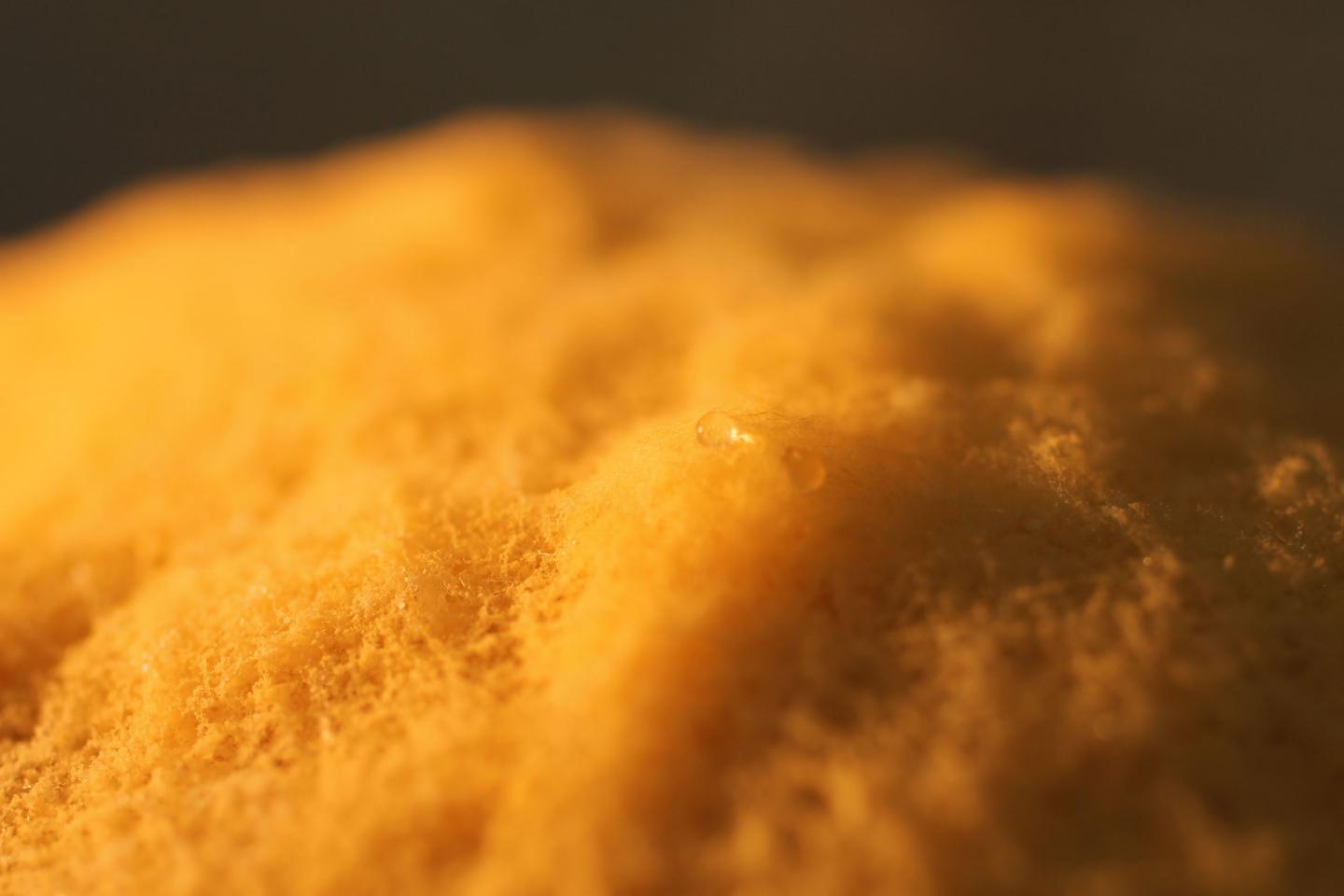 Neurospora Intermedia