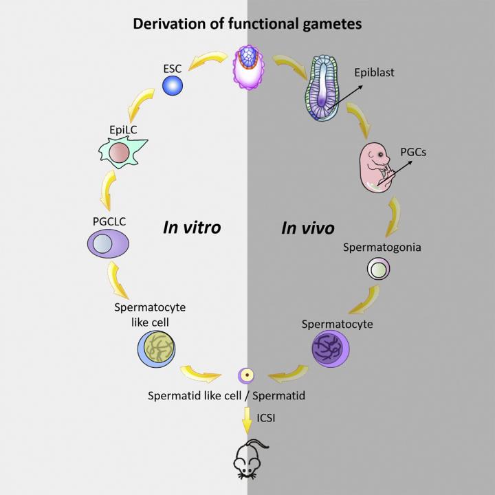 Generating Male Gametes from Mice ESCs