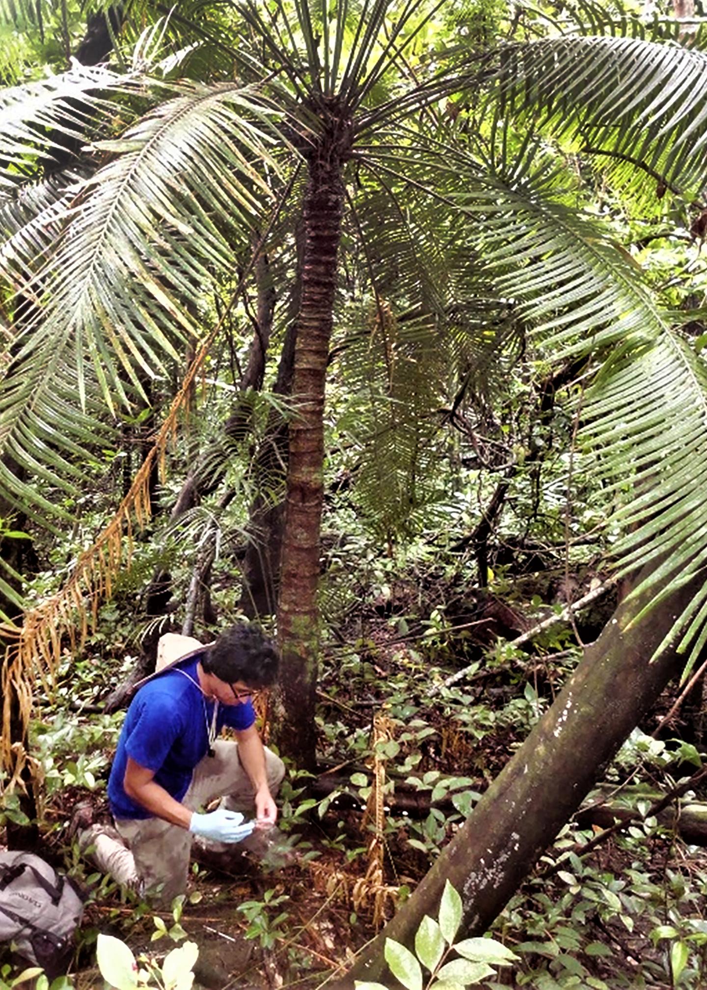 Cycad soil sample