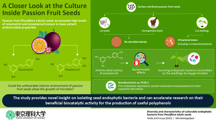 Hidden in the Seeds: Bacteria Found to Survive the Harsh Interior of Passion Fruit Seeds