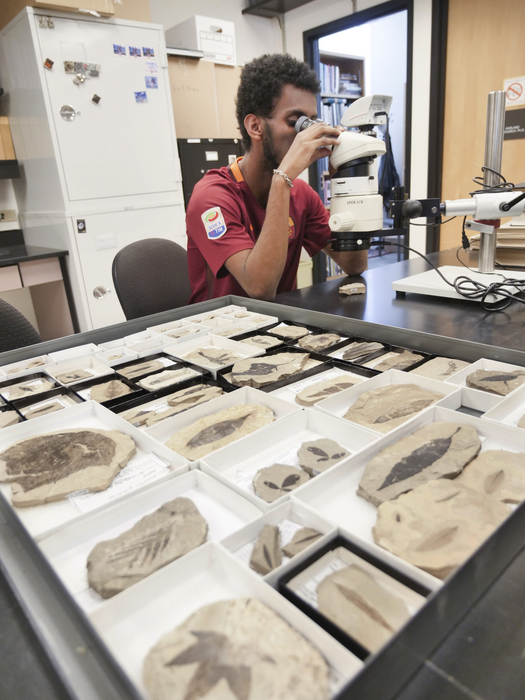 Examining fossils