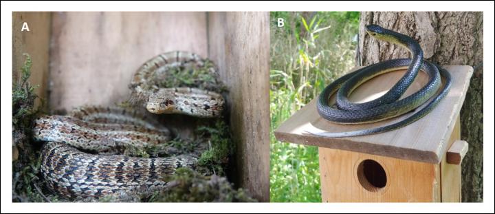 Snakes: Predators of Broods of Oriental Tits