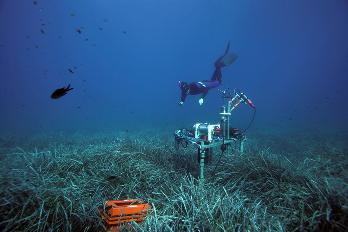 A diver taking samples