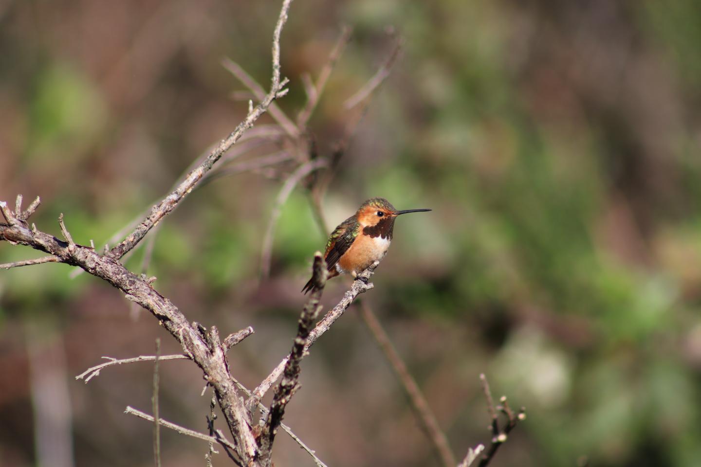 Hybrid Hummingbird