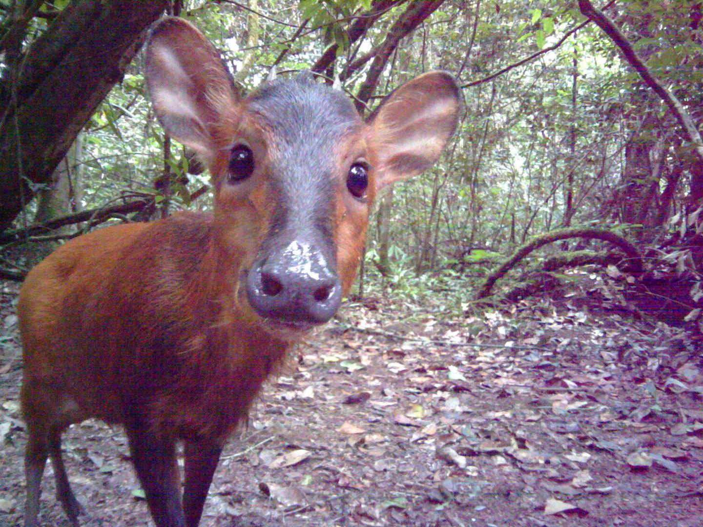 Hunting By Humans Significantly Reduces Bird | EurekAlert!