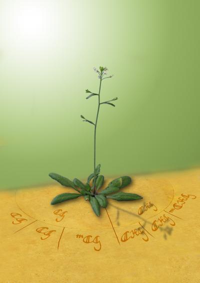 <I>Arabidopsis</I> Changes