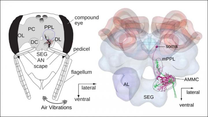 Honeybee Brain Development May Enhance Waggle Dance Communication