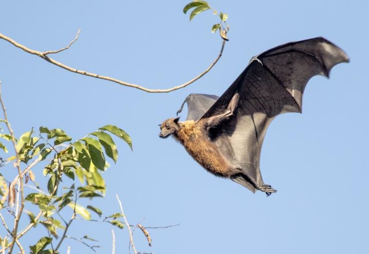 A Pteropus Giganteus Flying Fox Comes Home to Roost