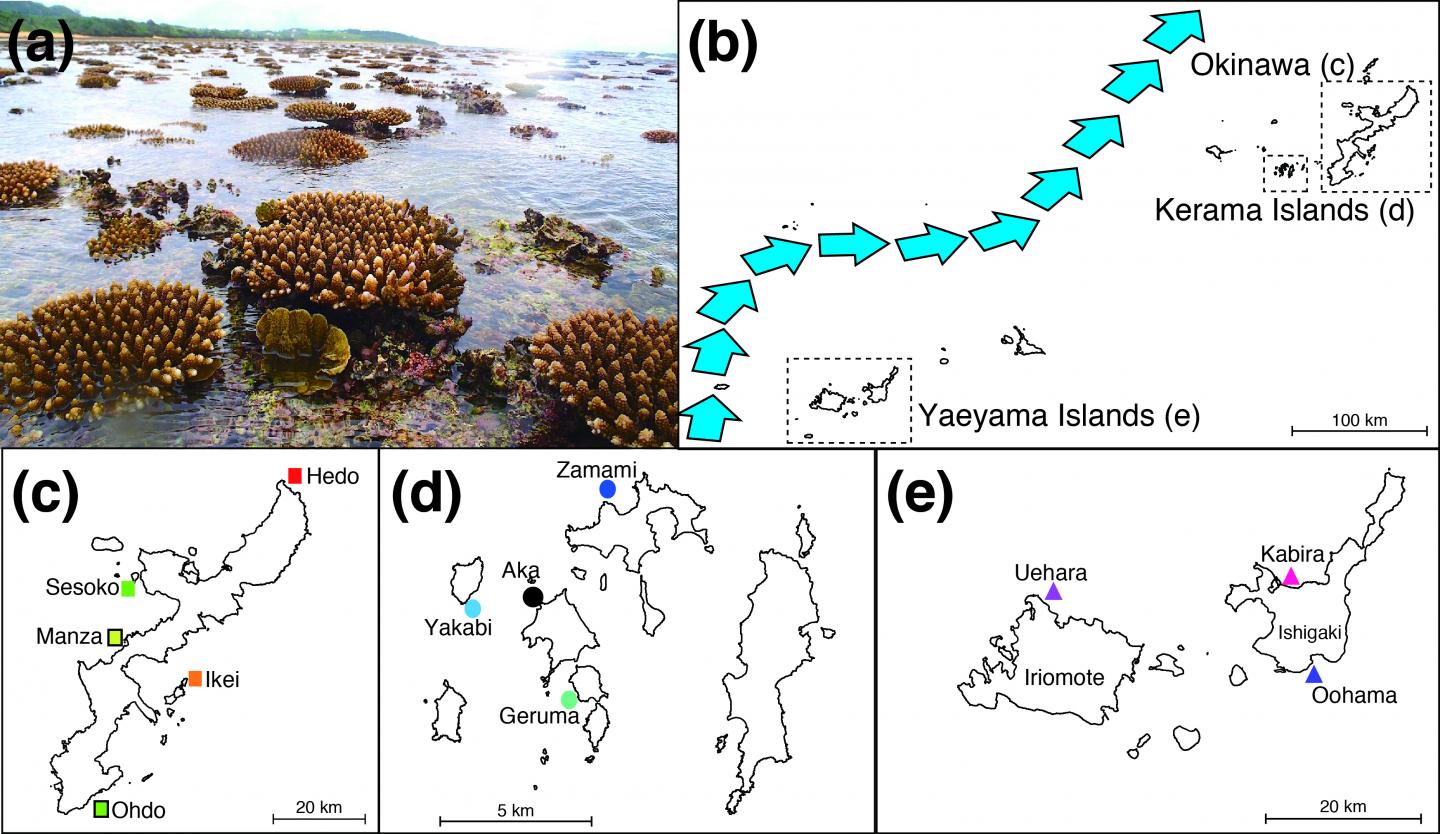 <em>Acropora digitifera</em> Corals And Sampling