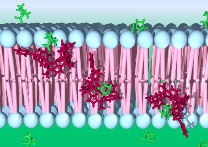 Synthetic Carrier calix[4]pyrrole Cavitand