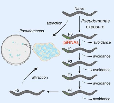 <em>C. elegans</em> Mothers Can Encode Avoidance for Four Generations