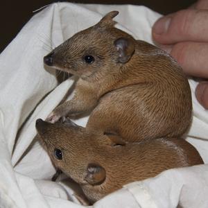 Baby golden bandicoots in Western Australia