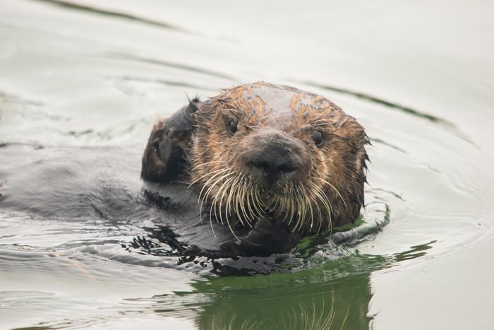 Sea Otters Eat Crabs Three