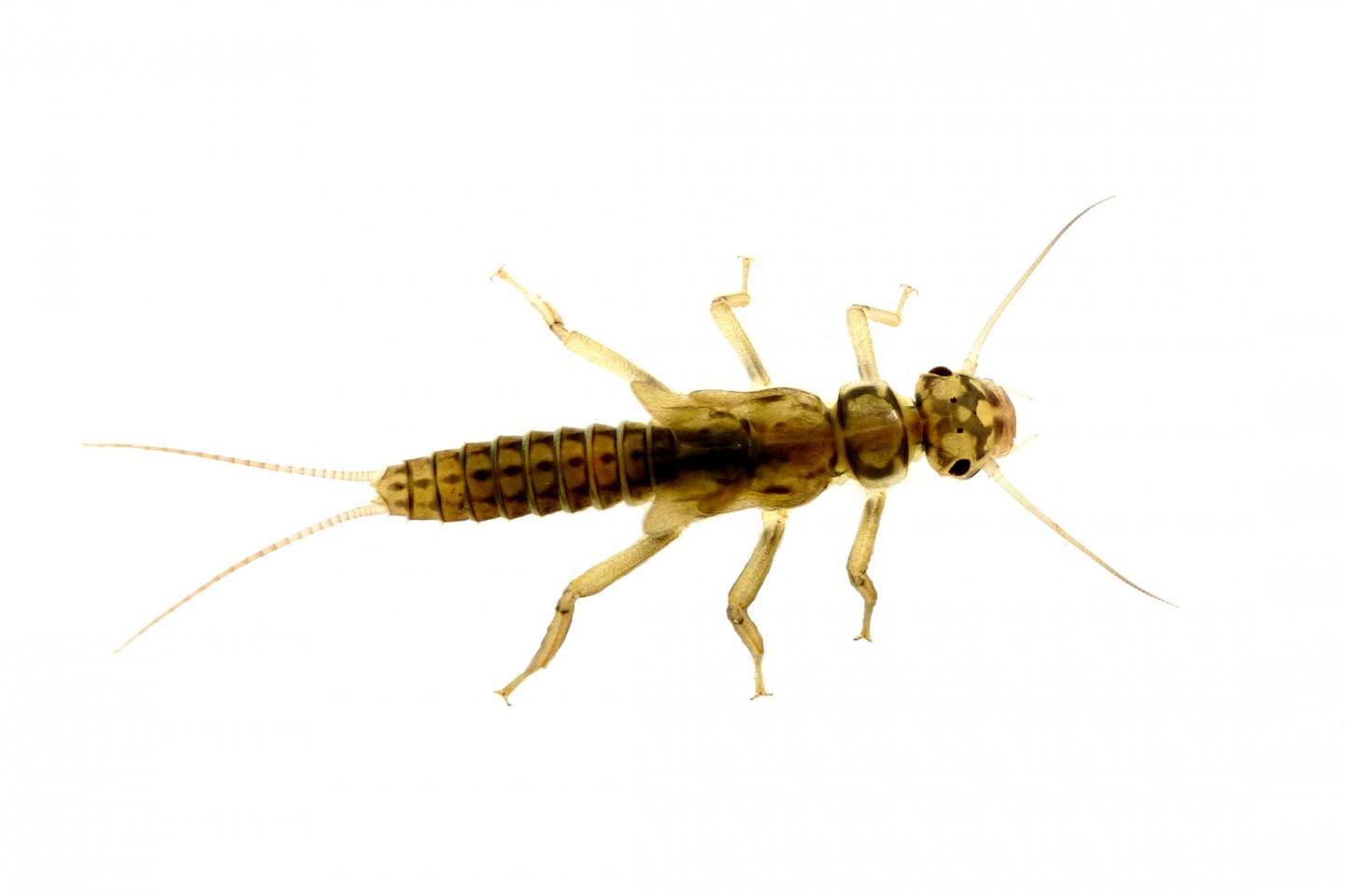 Stonefly (Isoperla grammatica)