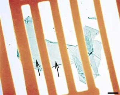 Graphene Membrane in a Gold Wire Scaffold