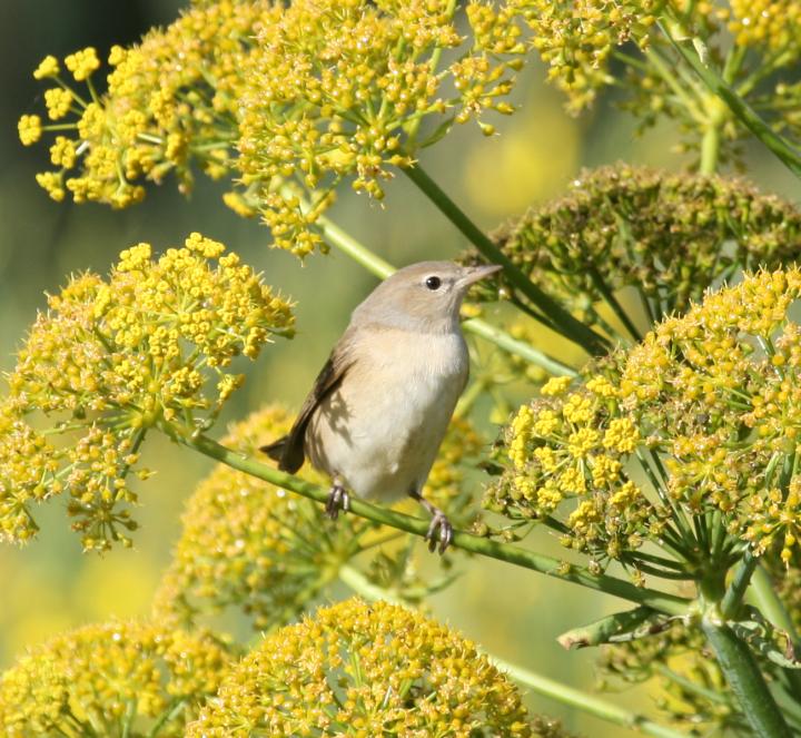 Garden Warbler