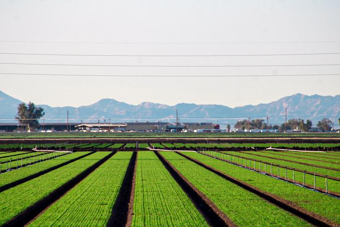 Imperial Valley winter agriculture