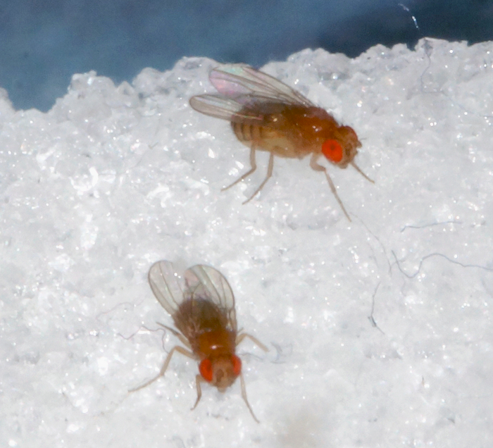 drosophila