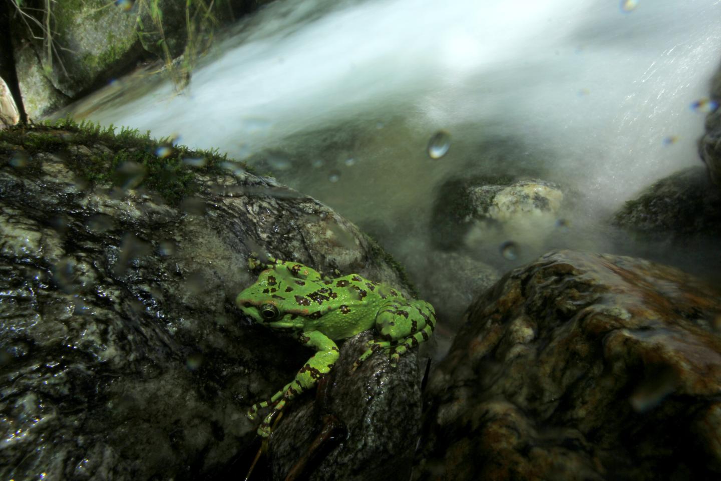 A Beautiful Stream Frog in a Himalayan Torrent Stream