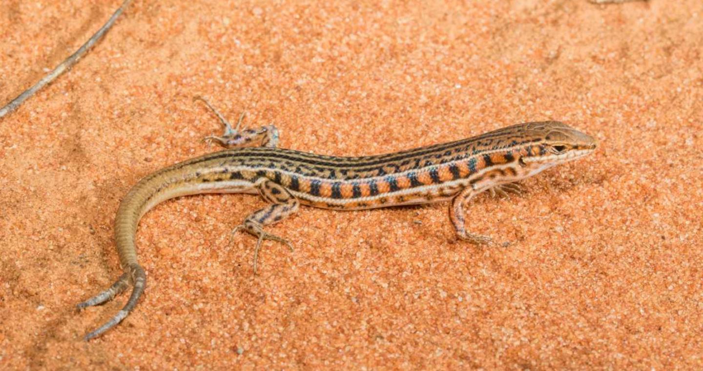 Australian Barred Wedgesnout Skink Lizard