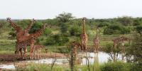 Giraffes Water